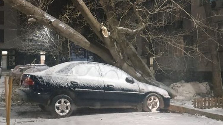 Две коли са смачкани от паднали дървета във Варна