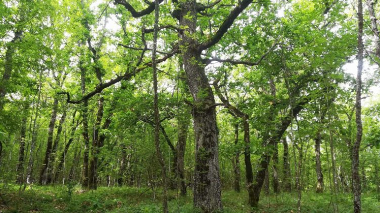 Снимка: WWF България