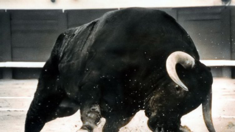 Бик завлече стопаните си в тресавище в Баня