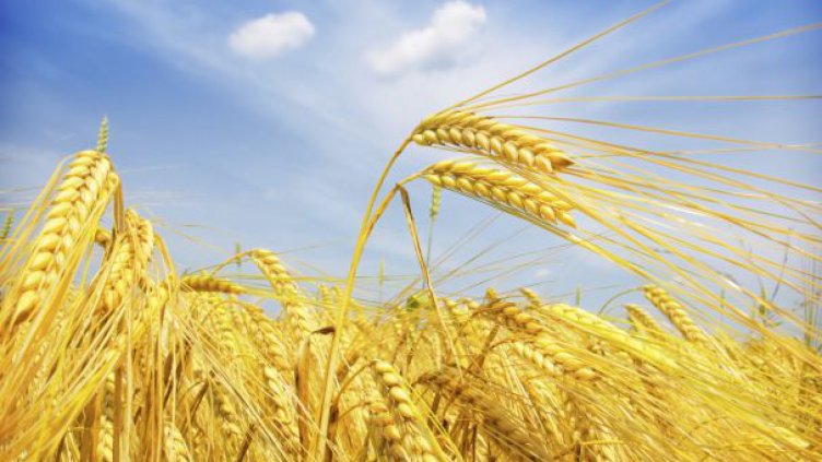 Близо 11 млн. дка са засетите площи с пшеница