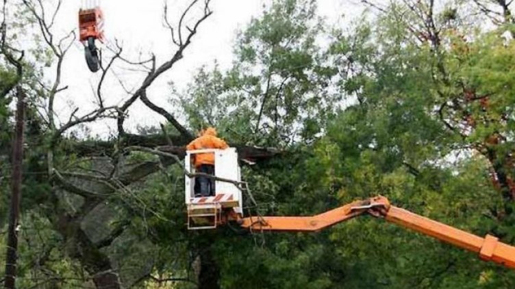 Режат 2 опасни дървета в центъра на Варна