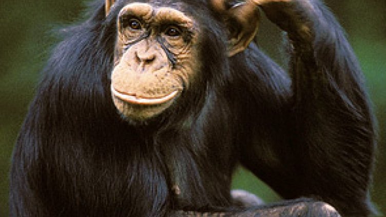 Съд не призна шимпанзетата - Херкулес и Лео за личности