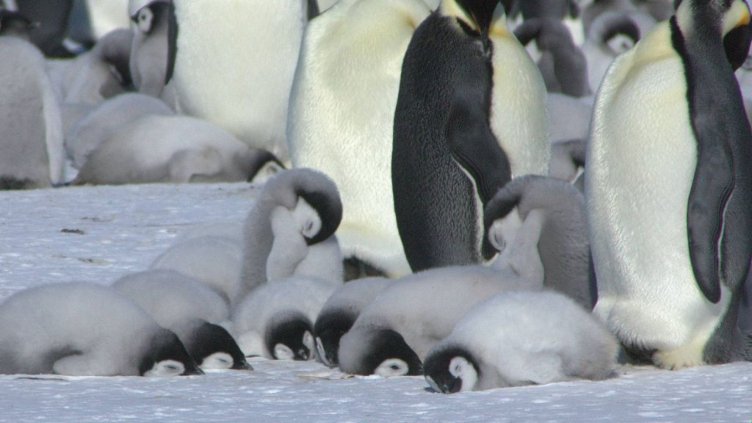 Хиляди бебета императорски пингвини загинаха в Антарктика