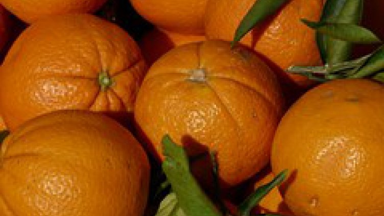 Проверяват вноса на плодове и зеленчуци от Гърция и Македония