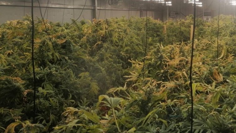 Разбиха наркооранжерия в къща във Варна