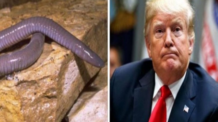 Кръстиха на Тръмп земноводно, заравящо си главата в земята