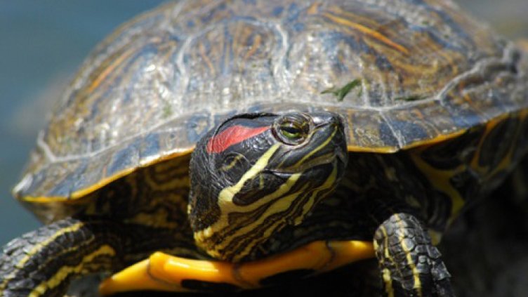 Митничари задържаха 599 червенобузи костенурки