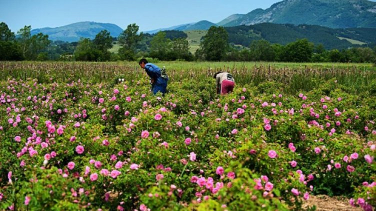 Земеделието отново с най- малко трудова производителност