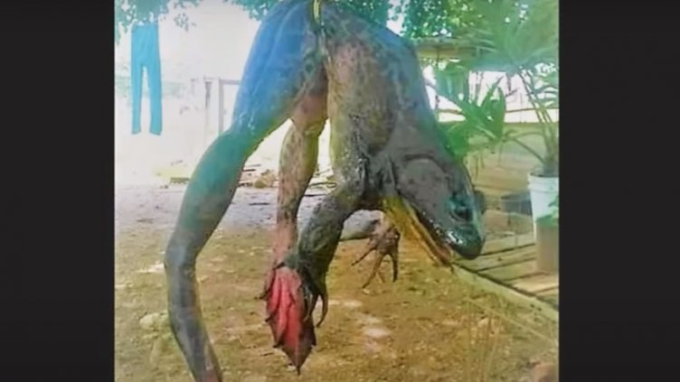 Тайните на езерото Титикака: Уловиха жаба с човешки ръст (ВИДЕО)