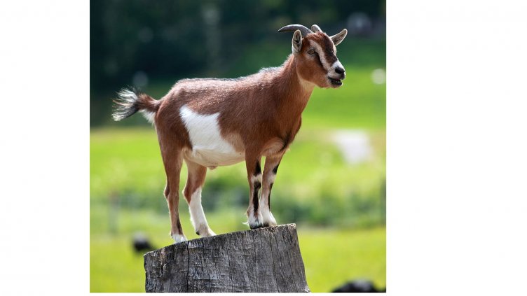 Виц на деня - 3 юни