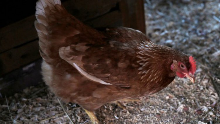 Съвременната домашна кокошка е неузнаваема в сравнение с прародителите си