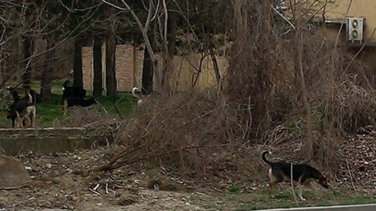 Бездомни кучета нападат хора в Плевен