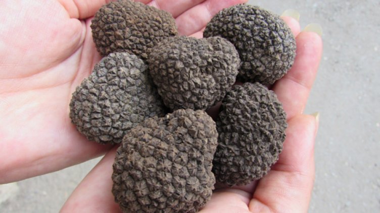 Започва първият по рода си "Трюфел фест"