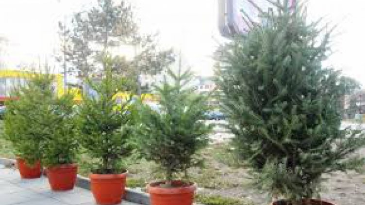 С живи елхички ще помогнем на страдащи от аутизъм