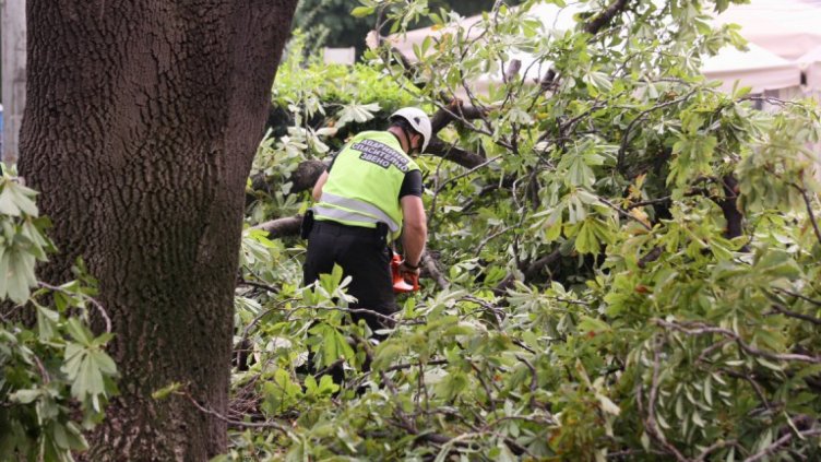 Дърво падна върху палатка и уби млада жена