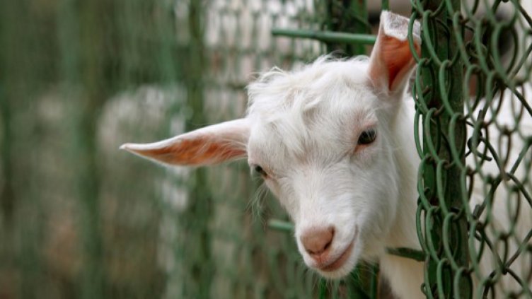 Извадиха пастир от кладенец, спасявал козле