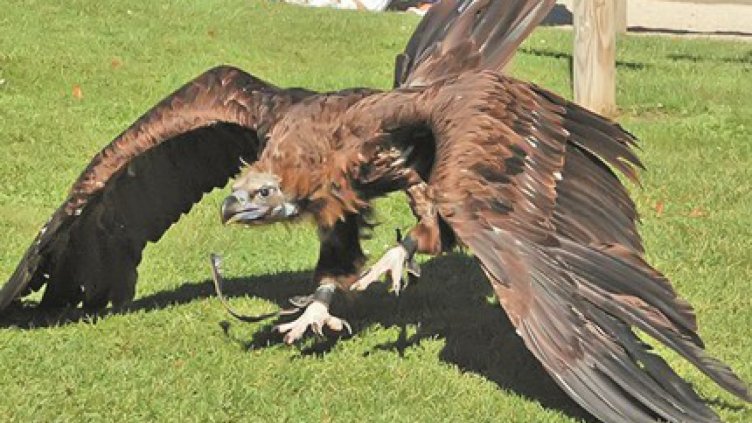 Зелената Коза Ностра