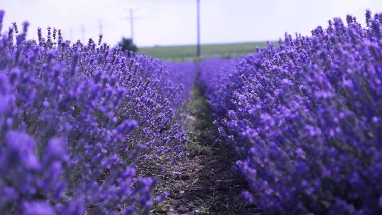 България би Франция!? Най-скъпите парфюми са с родна лавандула