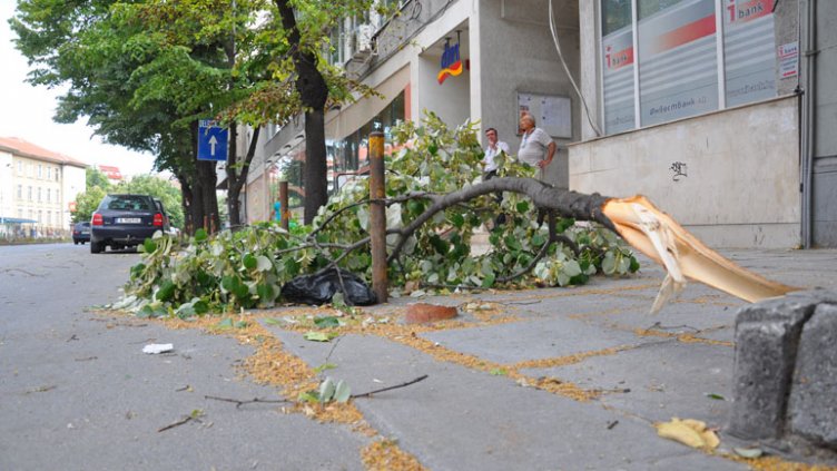 Силният вятър повали клони и дървета във Варна