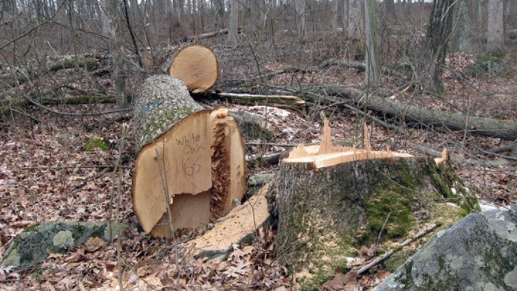 Стотици букове изсечени незаконно край Пирдоп