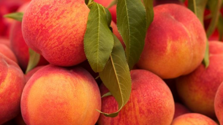 Отчитат 16% по-високи добиви от праскови
