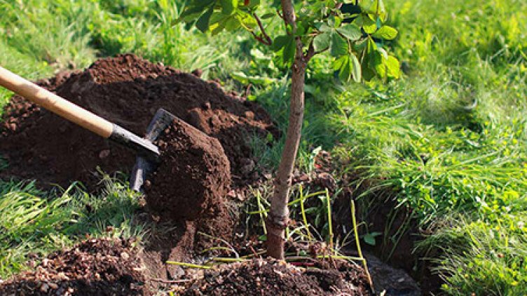 Залесяват 20 декара край Балчик