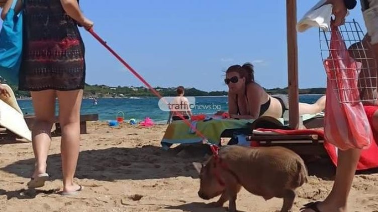 Нова мода: С прасе на плажа