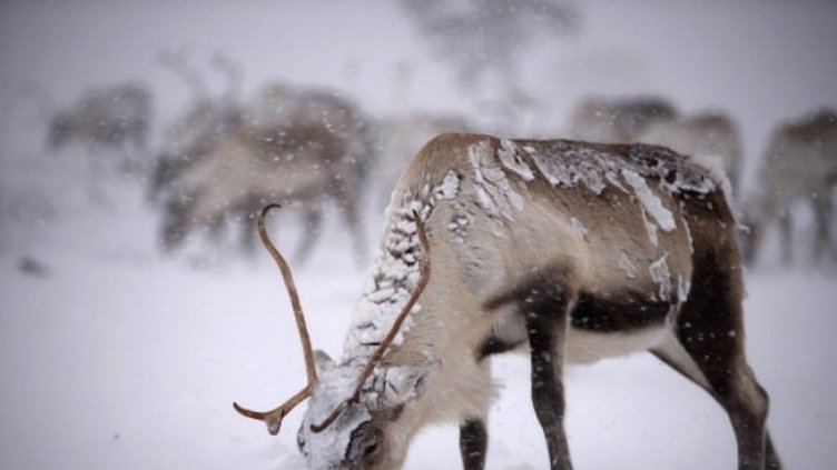 Откриха убити 4 елена и 3 кошути