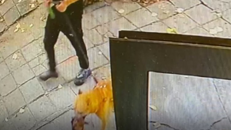 Питбул нападна жена и уби кучето й (ВИДЕО)