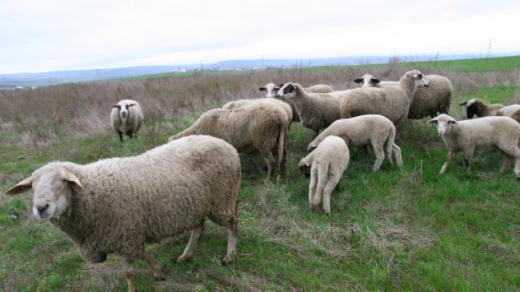 БАБХ засилва надзора над всички животновъдни обекти
