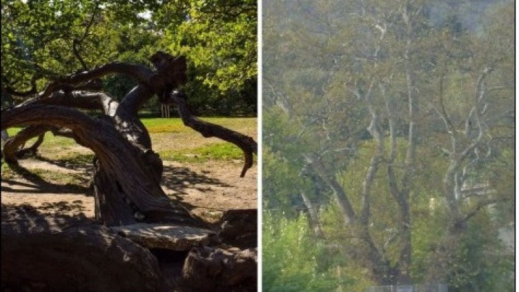 Две варненски дървета се борят за приза "любимо българско дърво"