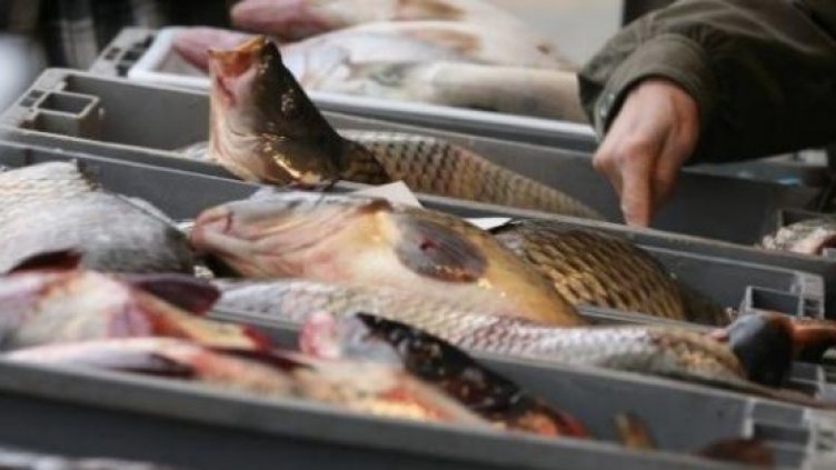 Какви са цените на Рибната борса във Варна преди Никулден