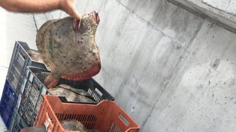 Падна забраната за улов на калкан