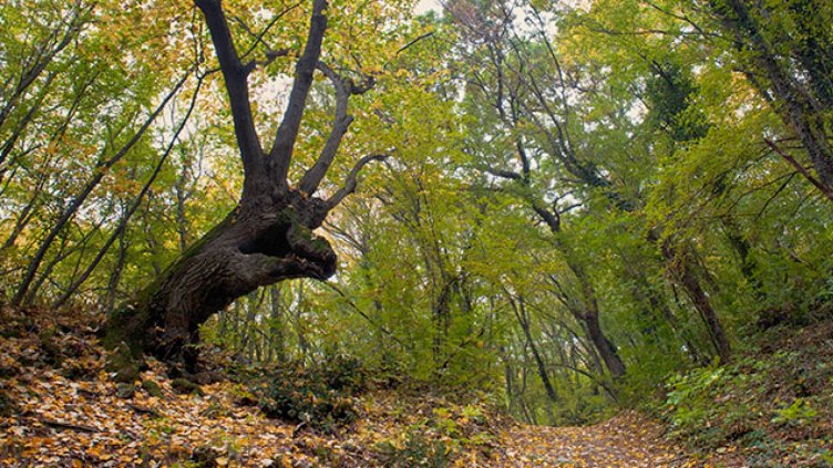 Отбелязваме Националния ден на парковете