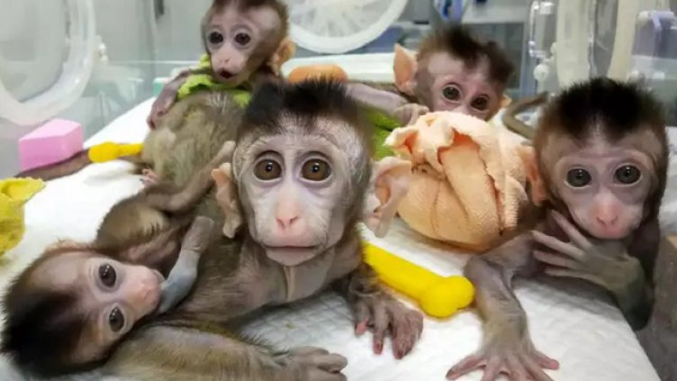 За първи път клонираха генетично модифицирани маймуни 