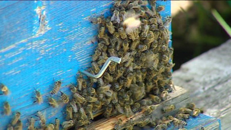 Снимка: Черно море АРХИВ