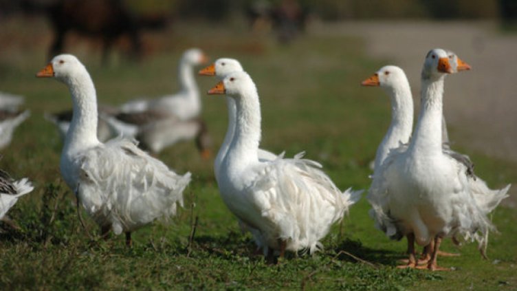 Епидемия от птичи грип във Франция