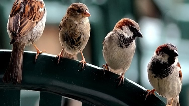 Доброволци преброиха врабчетата в София