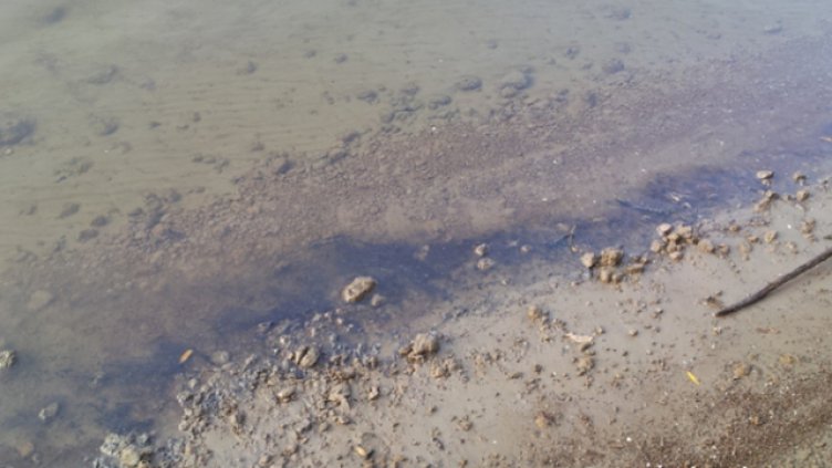 Вода с неприятна миризма оцвети Дунав край Русе