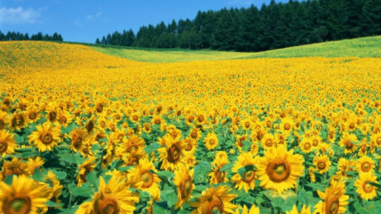 По-добра реколта от слънчоглед отчита агроминистерството