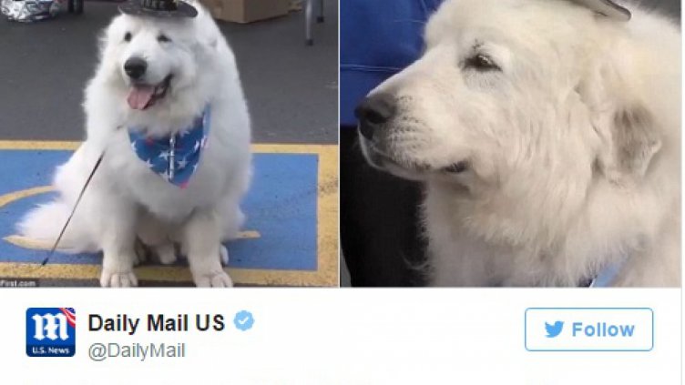 Куче беше преизбрано за кмет на село в Минесота