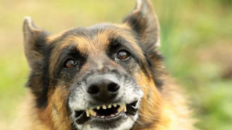 Нелеп инцидент: Куче простреля стопанката си