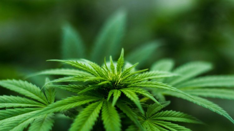 Откриха 200 растения канабис с общо тегло над 460 килограма