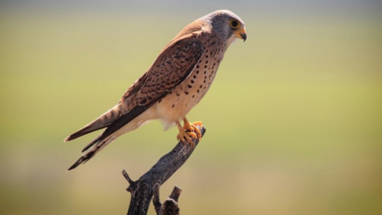 Екоексперти от Търново иззеха незаконно притежаван керкенез