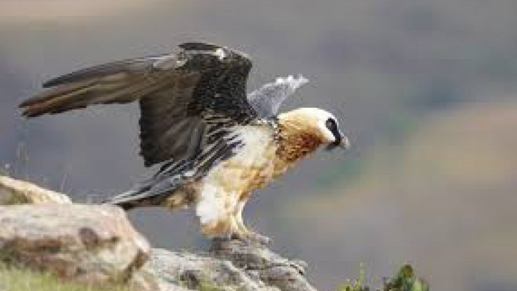 Над 30 вида изчезват от територията на България 