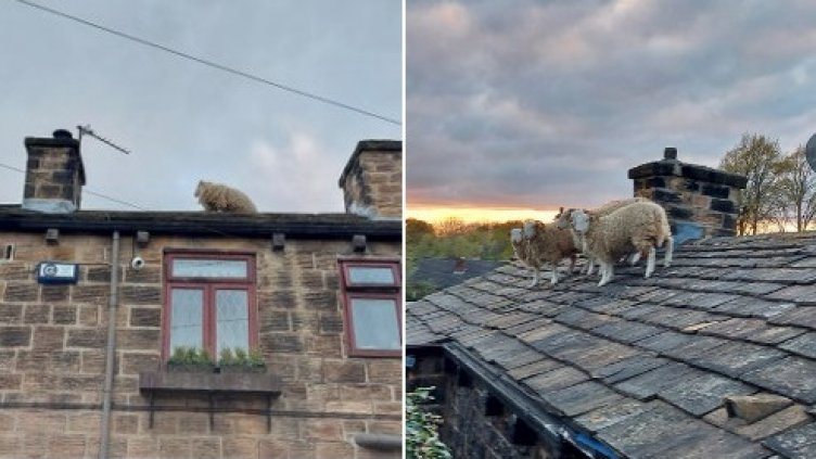 Необичайна акция вдигна пожарната: Овце на покрива! СНИМКИ