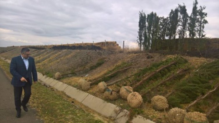 700 кипариса ще пазят от сняг по магистрала "Тракия"