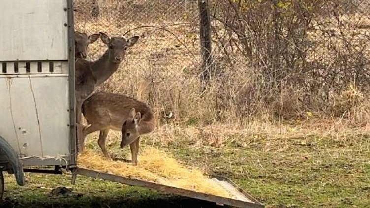 Разселиха 10 елена от Варненския зоопарк в Източните Родопи (СНИМКИ)