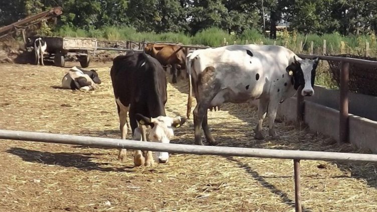 Обявиха зараза от антракс в община Ситово