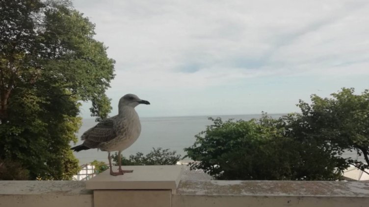 Слънчево и горещо време днес във Варна